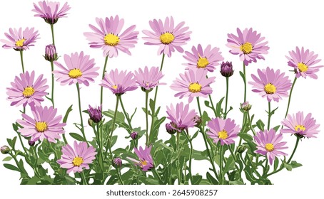 Set of Kalimeris indica Indian aster isolated, floral elements, garden flowers, wildflowers, botanical illustration, natural plants, vector illustration.