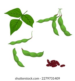 Set of Kidney beans with leaf and pod isolated on white background, vector illustration.