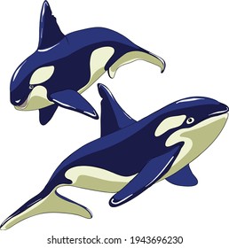 Set of killer whale. Cartoon style vector illustration.