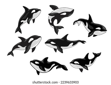 Set of killer whale, Orcinus orca,  animal design, ocean mammal orca flat vector illustration