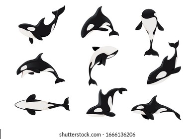 Set of killer whale(Orcinus orca) cartoon animal design ocean mammal orca flat vector illustration isolated on white background