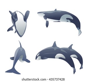 set of killer whales jumping on white. vector illustration
