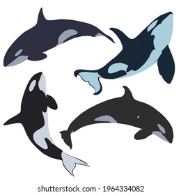 Set of killer whales. Vector illustration.