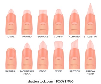 330 Nail shape anatomy Images, Stock Photos & Vectors | Shutterstock