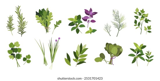 Conjunto de ervas de cozinha. Coleção de desenhado à mão desenhos animados frescos plantas de jardim coentro, hortelã, alecrim, endro, manjericão, arugula, espinafre, alho-poró, manjericão, salsa plana vetor ilustração isolada no branco.