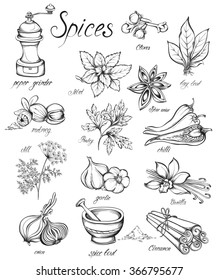 Set kitchen herbs and spices. Hand drawn vector illustration