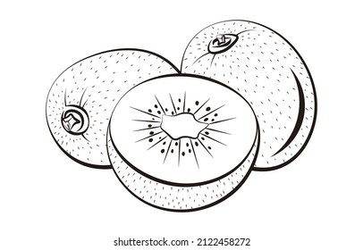 a set of kiwifruit vector illustration