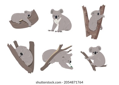 Set of koalas. Collection of pictures with animal. Images for printing on fabric. Wild life, nature. Australian bear sleeping on tropical tree Cartoon vector illustration isolated on white background