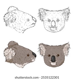 Conjunto de ilustraciones de cabeza de koalas. Vistas laterales y frontales. Dibujos animados y Sketch Caras de Koala