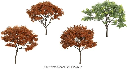 set of Koelreuteria trees on transparent background 