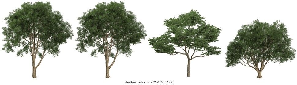 set of koelreuteria,Ligustrum trees on transparent background