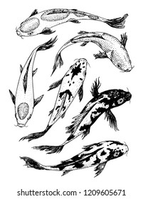 Set of Koi carps, japanese fish. korean animals. Engraved hand drawn line art Vintage tattoo monochrome sketch for label.