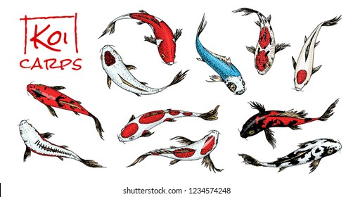 Set of Koi carps, japanese fish on white background. colored korean animals. Sea creature. Engraved hand drawn. Vintage tattoo monochrome sketch.