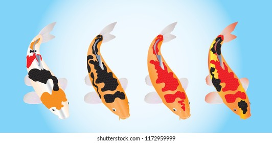 Set of koi fish. Cartoon Vector illustration