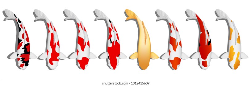 Set of Koi fish graphic vector isolated on white background 
