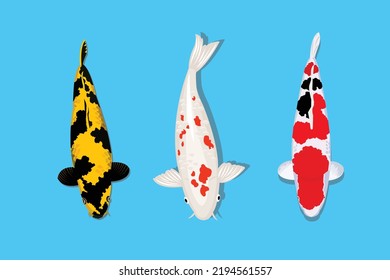 Conjunto de peces koi de tres tipos diferentes. ilustración plana vectorial