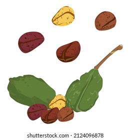 Set Of Kola Nut Fruits, Kola Nut Vector Illustation.