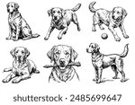 Set of Labrador Retriever sketch on a white background in different poses