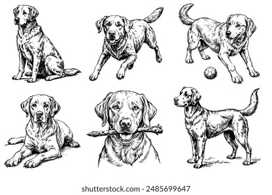 Set of Labrador Retriever sketch on a white background in different poses