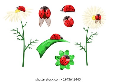 A set of ladybirds. Daisies, wildflowers, green leaves