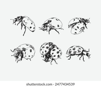 Set of Ladybug hand drawing. Different pose, gesture. Isolated on white background. Monochrome vector illustration.
