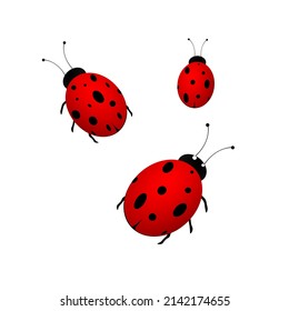 Set ladybug or ladybird red and black. Vector illustration isolated on white background