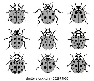 Set of ladybugs, vector