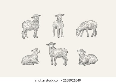 Set with lamb.  Vintage illustration. Black and white.