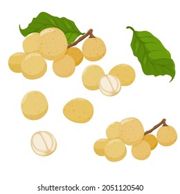 Set of Lansium Domesticum (southern langsart fruits ,Langsat or Longkong) isolated on white background, Vector illustration.