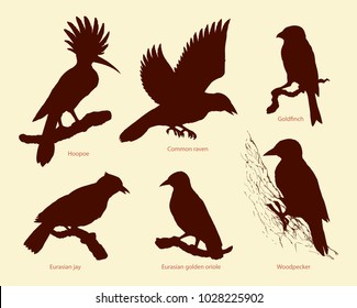 Set of large birds: fly rook, epops, golden oriole, woodpecker, jay, gold finch. Monochrome collection freehand ink drawn background sketch in art scribble style pen on paper with space for text