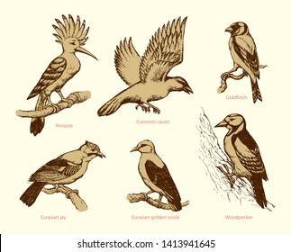 Conjunto de aves grandes: roca de mosca, epops, oriole dorada, pájaros carpinteros, jugo, aleta dorada. Dibujo de fondo dibujado con tinta de mano libre en un lápiz de estilo art garabato en papel con espacio para texto