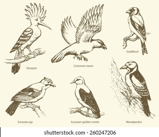 Set of large birds: fly rook, epops, golden oriole, woodpecker, jay, gold finch. Monochrome collection freehand ink drawn background sketch in art scribble style pen on paper with space for text