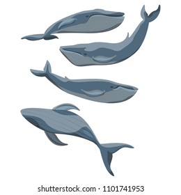 Set of large blue whales. Water mammal. Inhabitants of the seas and oceans. Vector illustration of Wild animals.