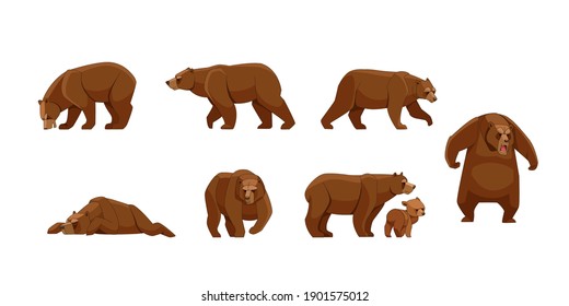 Set Of Large Brown Bear In Different Poses Looking, Running, Walking, Sleeping, Attack. Wild Forest Creature Different Poses. Vector Flat Cartoon Character Of Big Mammal Animal Illustrations Isolated.