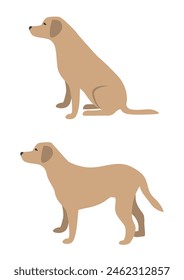 Set of a large dog in different poses. A beige dog stands and sits. Pet. Vector illustration in flat style on a white background.