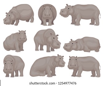 Set of large gray hippo in different actions. African animal. Wild creature. Wildlife theme. Flat vector design