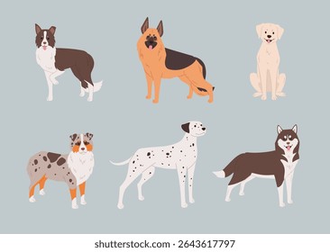 Set of large and medium sized dog breeds, such as Dalmatian, German Shepherd, Border Collie and others. Flat style vector illustration. Service dogs