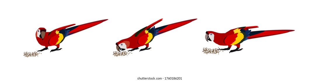 set of large red macaws eating seeds, three different positions, preservation of threatened species, vector illustration