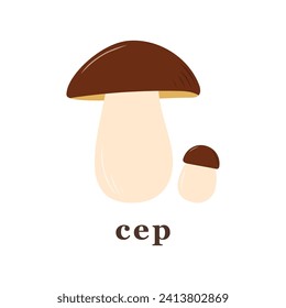 Set of large and small cep mushroom. edible mushrooms. Isolated vector illustration.