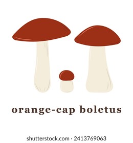 Set of large and small orange cap boletus mushrooms. edible mushrooms. Isolated vector illustration.