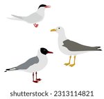 Set of Laridae bird. Arctic tern, Black-headed gull, European herring gull. Seagull isolated on white background. Seabird of Europe. Vector illustration.