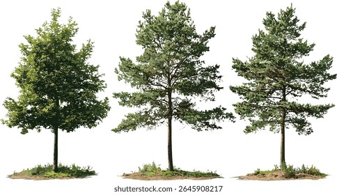 Set of Larix laricina and Larix occidentalis isolated tree in bright daylight, pine forest, conifer branch, seasonal foliage, vector illustration, natural landscape, outdoor flora.