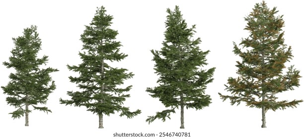 Set of Larix trees isolated on white background