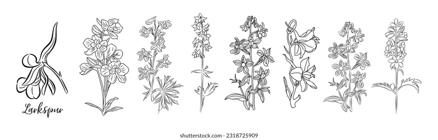 Set of Larkspur flower line art vector illustrations. Delphinium Hand drawn botanical black sketch. July birth month flower for wall art, jewelry, tattoo, logo, packaging design, wedding invitation