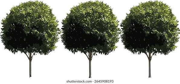 Conjunto de Laurus nobilis, louro baía, louro doce, louro verdadeiro, louro grego, árvores de rua, luz do dia ensolarada, árvore isolada, ilustração vetorial, plantas de jardim, flora mediterrânea.