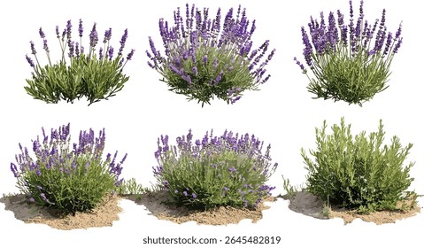 Conjunto de Lavandula pedunculata espanhol Lavanda francês lavanda árvore isolada recorte, buquê floral, erva aromática, planta de jardim, ilustração vetorial.