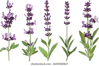 Set of Lavandula pinnata and Plectranthus Mona Lavender isolated, tree, floral plant, aromatic herbs, garden greenery, herbal leaves, vector illustration.