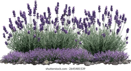 Conjunto de estacas de Lavandula, lavanda espanhola, lavanda coberta, lavanda francesa, floração frontal isolada, árvore perfeitamente recortada, botânica, planta de jardim, ilustração vetorial.