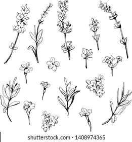 A set of lavender in black and white