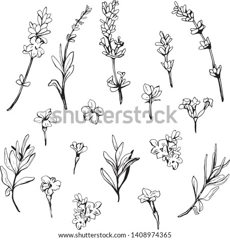 A set of lavender in black and white